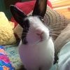 lunabunny133